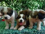 2 Aylık Erkek Saint Bernard