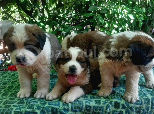 2 Aylık Erkek Saint Bernard görsel