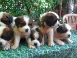 2 Aylık Erkek Saint Bernard