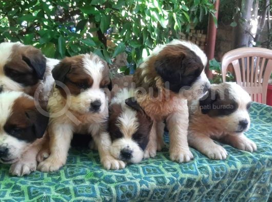 2 Aylık Erkek Saint Bernard görsel