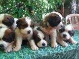 2 Aylık Erkek Saint Bernard