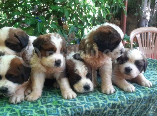 2 Aylık Erkek Saint Bernard görsel