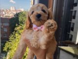 Ev Ortamında Büyüyen  Cavapoo Yavrumuz