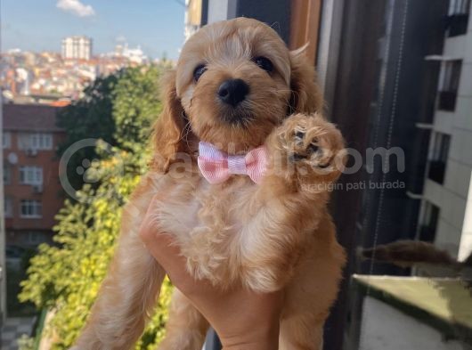 Ev Ortamında Büyüyen  Cavapoo Yavrumuz görsel