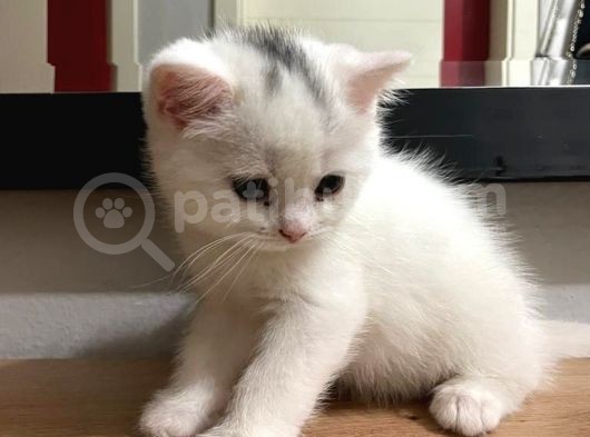 British Shorthair görsel