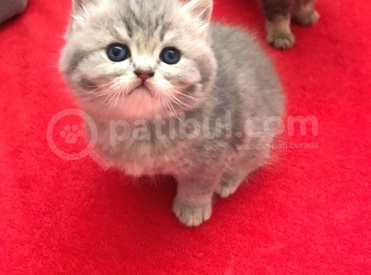 British Shorthair görsel