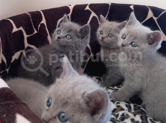 British Shorthair Yavrular görsel