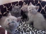 British Shorthair Yavrular