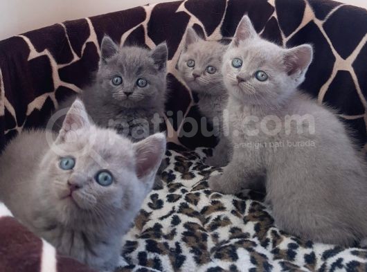 British Shorthair Yavrular görsel