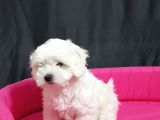 Maltese Yavrular