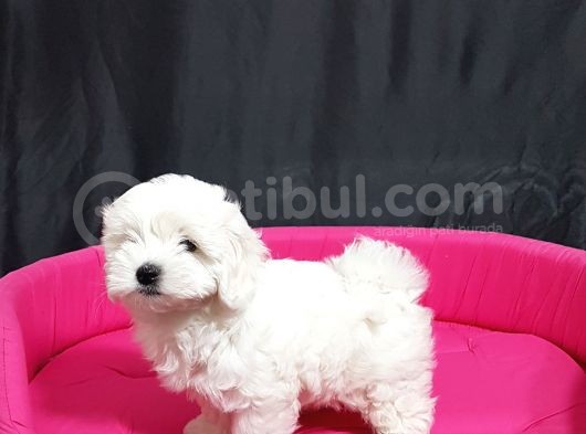 Maltese Yavrular
