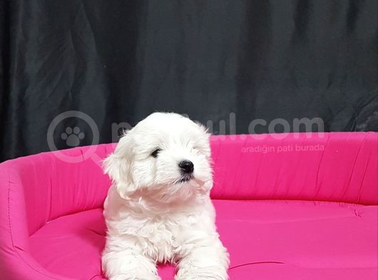 Maltese Yavrular görsel