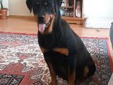 Evimiz De Beslediğimiz Eğitimli Alman Rottweiler Yavruları