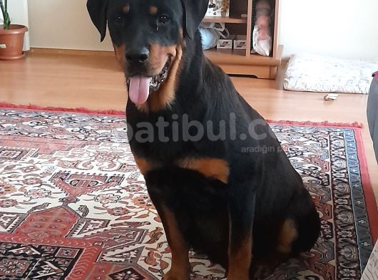 Evimiz De Beslediğimiz Eğitimli Alman Rottweiler Yavruları görsel