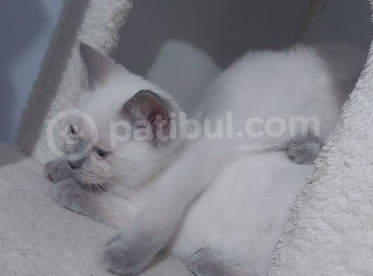Blupoint Yavrular 81 Ile Gönderim görsel