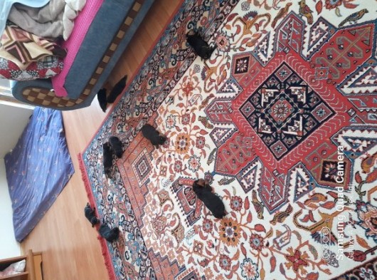 Evimiz De Beslediğimiz Eğitimli Alman Rottweiler Yavruları görsel