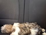 3 Bucuk Aylik Tuvalet Egitimli Ve Asili Erkek Kucuk Dostumuz 