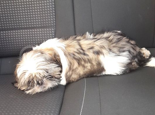 3 Bucuk Aylik Tuvalet Egitimli Ve Asili Erkek Kucuk Dostumuz  görsel