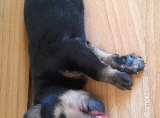Evimiz De Beslediğimiz Eğitimli Alman Rottweiler Yavruları