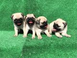 A Kali̇te Orji̇nal Sifir Burun Pug Mops