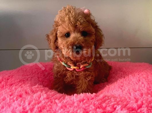 Safkan Toy Poodle Yavrularımız görsel