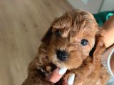Çok Tatlı Toy Poodle Yavruları