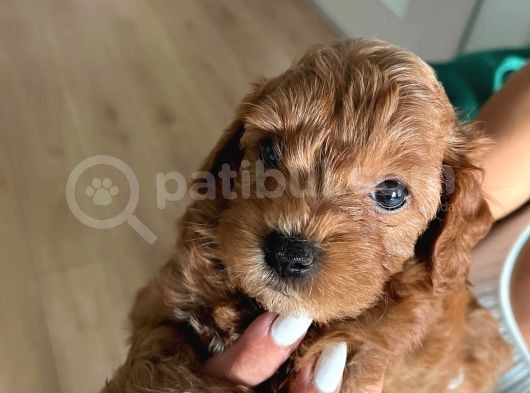 Çok Tatlı Toy Poodle Yavruları