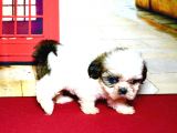 Pet Tuvalet Eğitimli Shihtzu Yavrular