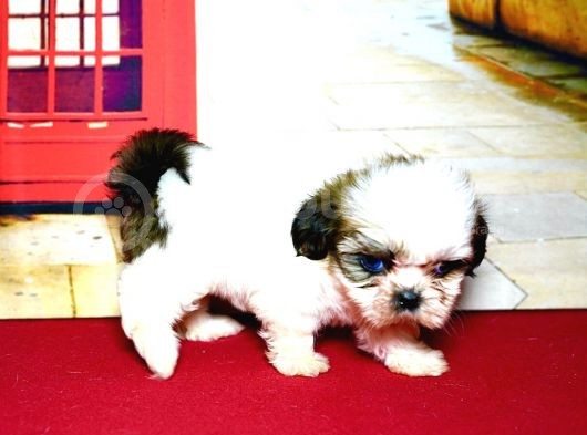 Pet Tuvalet Eğitimli Shihtzu Yavrular görsel