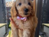 Ev Ortamında Büyüyen  Cavapoo Yavrumuz