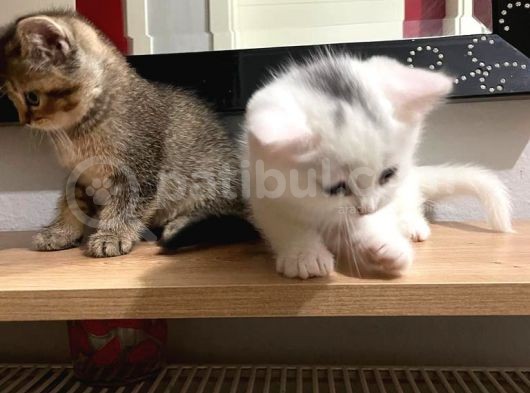 British Shorthair görsel