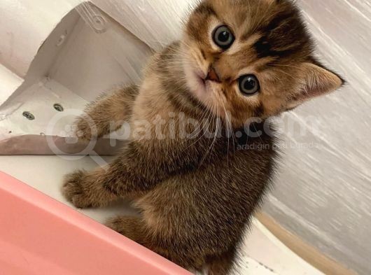British Shorthair görsel