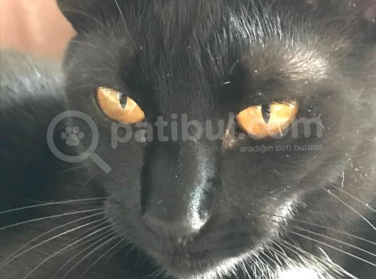 Kedimiz Ceku Kayıp görsel