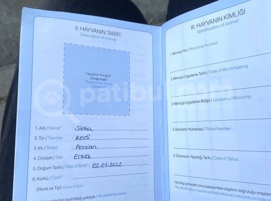 7 Aylık Persian Cinsi Aşı Karnesi Kimliği Mevcuttur görsel
