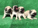 A Kali̇te Orji̇nal Sifir Burun Pug Mops