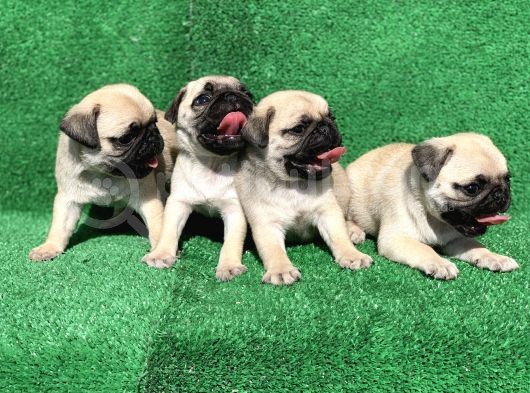 A Kali̇te Orji̇nal Sifir Burun Pug Mops görsel