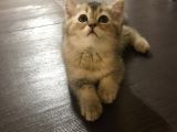 Luna Nın Yavruları