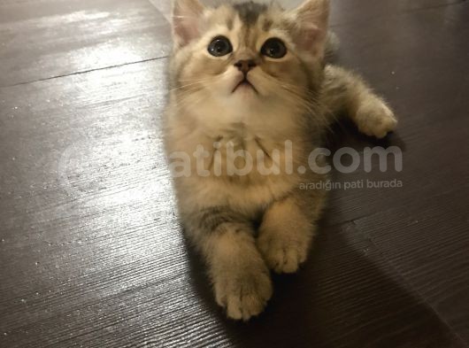 Luna Nın Yavruları görsel