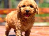 Bebek Surat Toy Poodle Yavrular