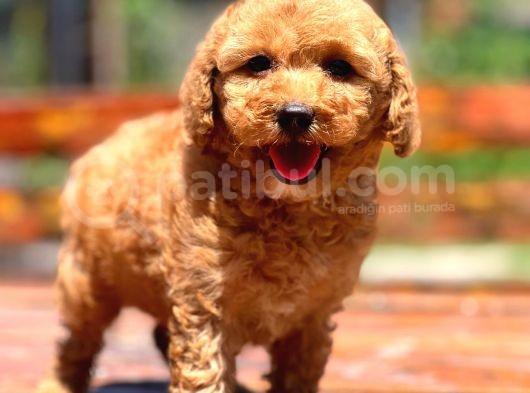 Bebek Surat Toy Poodle Yavrular görsel