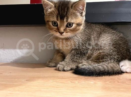 British Shorthair görsel