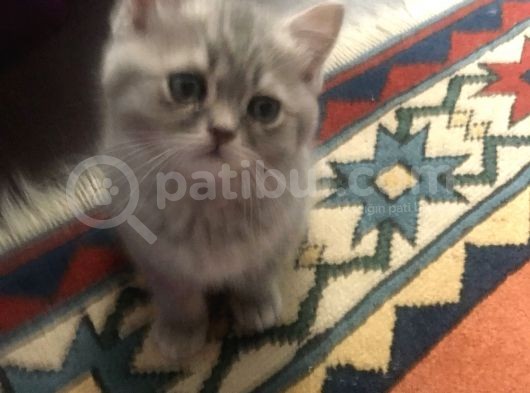 Luna Nın Yavruları görsel