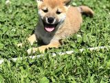 Secereli Shiba Inu Yavrular
