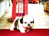 Pet Tuvalet Eğitimli Shihtzu Yavrular