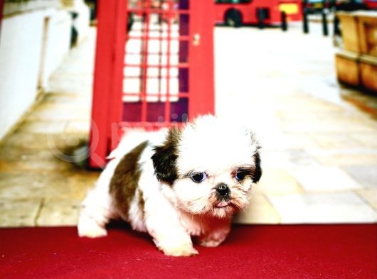 Pet Tuvalet Eğitimli Shihtzu Yavrular