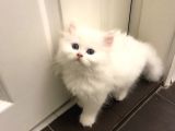 Luna Nın Yavruları
