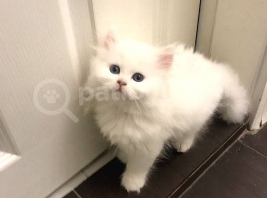 Luna Nın Yavruları