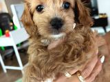 Çok Tatlı Toy Poodle Yavruları
