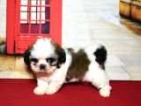 Pet Tuvalet Eğitimli Shihtzu Yavrular
