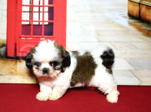 Pet Tuvalet Eğitimli Shihtzu Yavrular görsel
